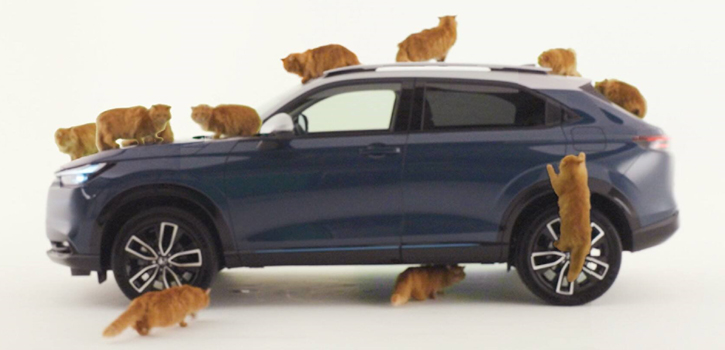 Catnip, czyli fotele które pokochają futrzaści przyjaciele już dostępne we wszystkich modelac....